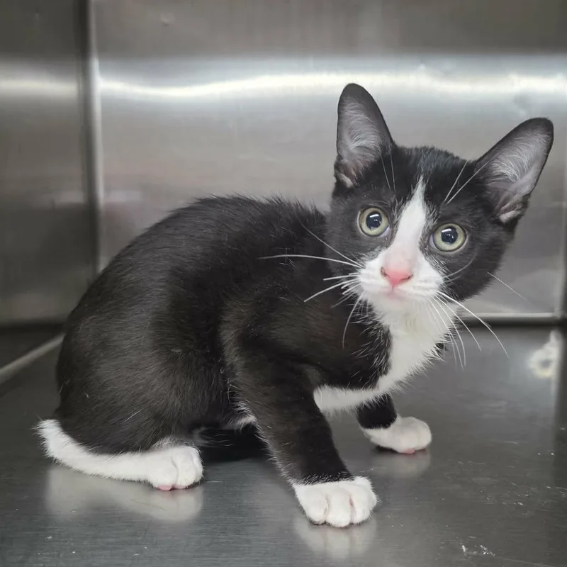 A baby small-sized male Black Domestic Short Hair cat named Pugsley for adoption in Pine Mountain, GA