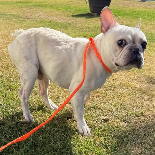 A young small-sized male French Bulldog dog named Peanut for adoption in Camarillo, CA