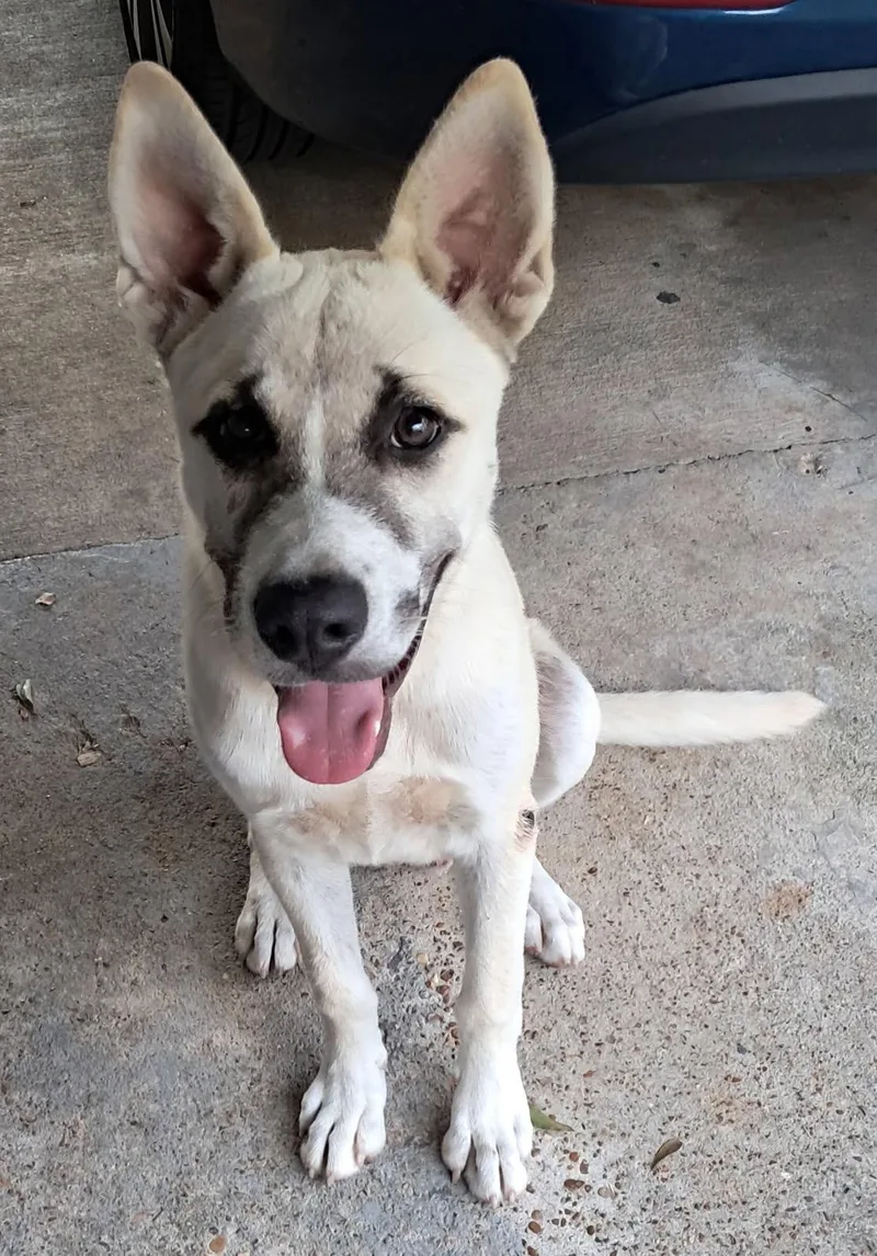 A young medium-sized male Anatolian Shepherd dog named Deuce for adoption in Holly Springs, MS