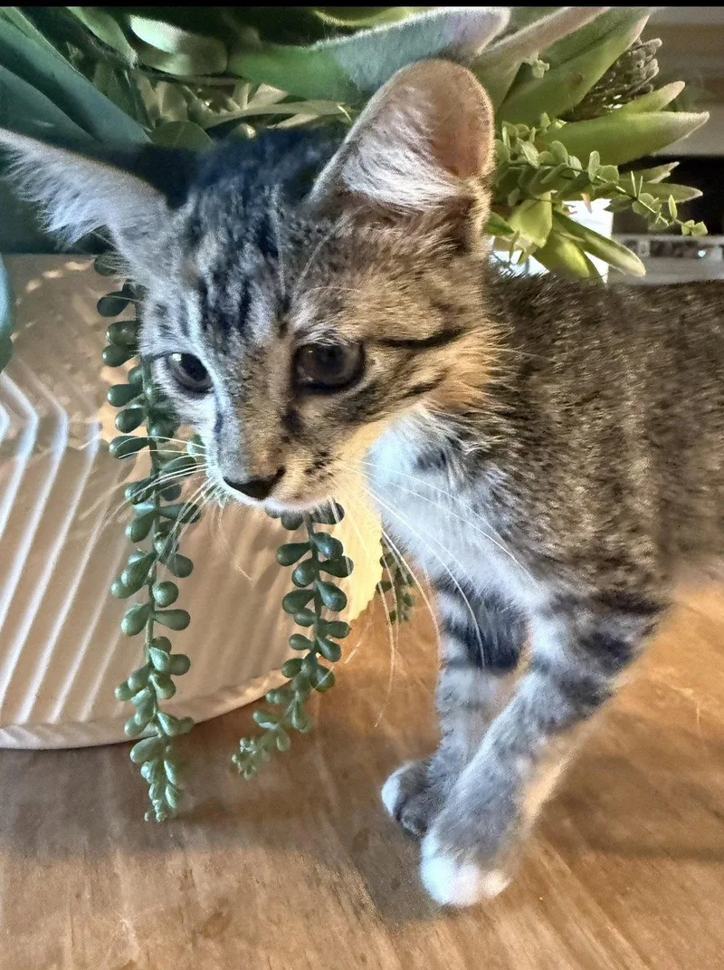 A young medium-sized male Domestic Short Hair cat named Tater bonded Tot for adoption in Scottsdale, AZ