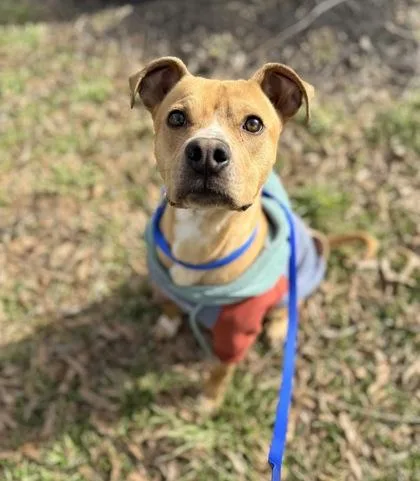 A young medium-sized male Mixed Breed dog named Gibby for adoption in Knoxville, TN
