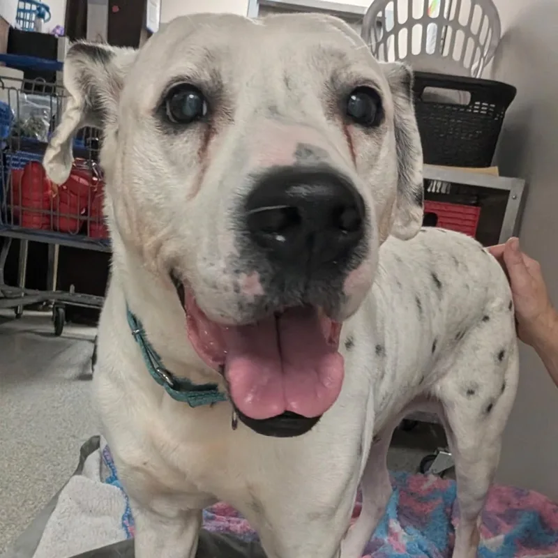A senior medium-sized male White / Cream Dalmatian dog named Luke for adoption in Youngstown, OH