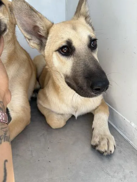 A young medium-sized male Shepherd dog named Roo for adoption in Victorville, CA