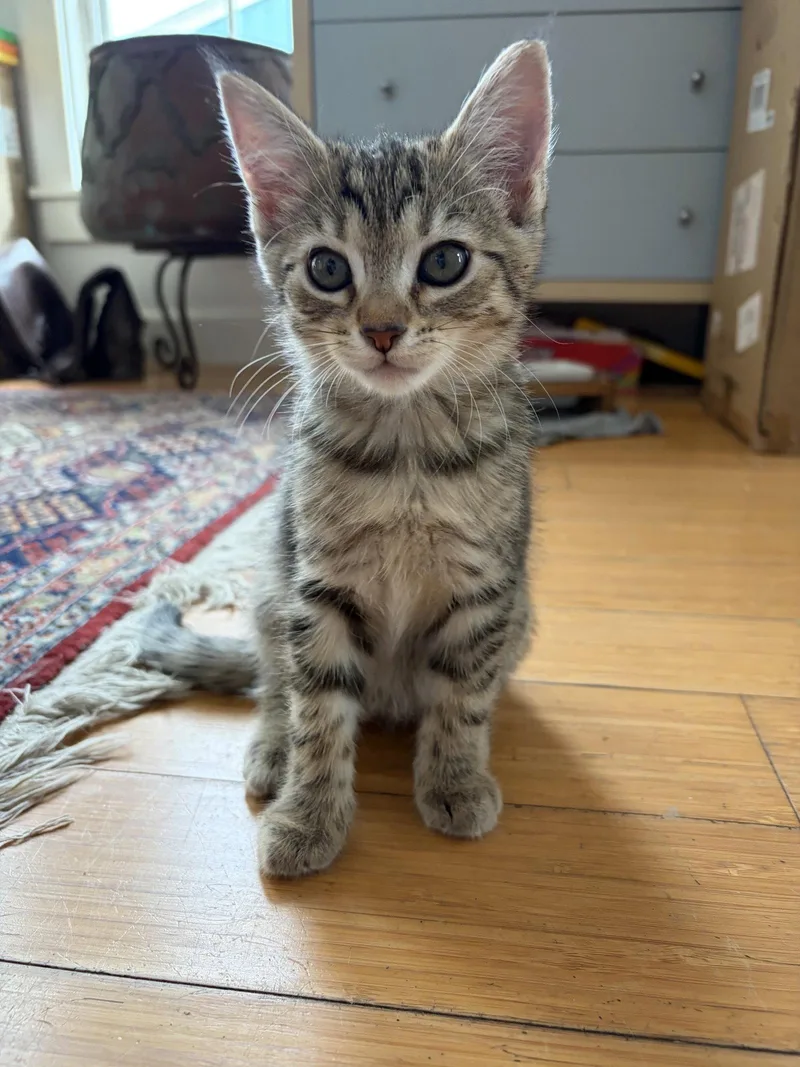 A baby medium-sized female Domestic Short Hair cat named Simone for adoption in Escondido, CA