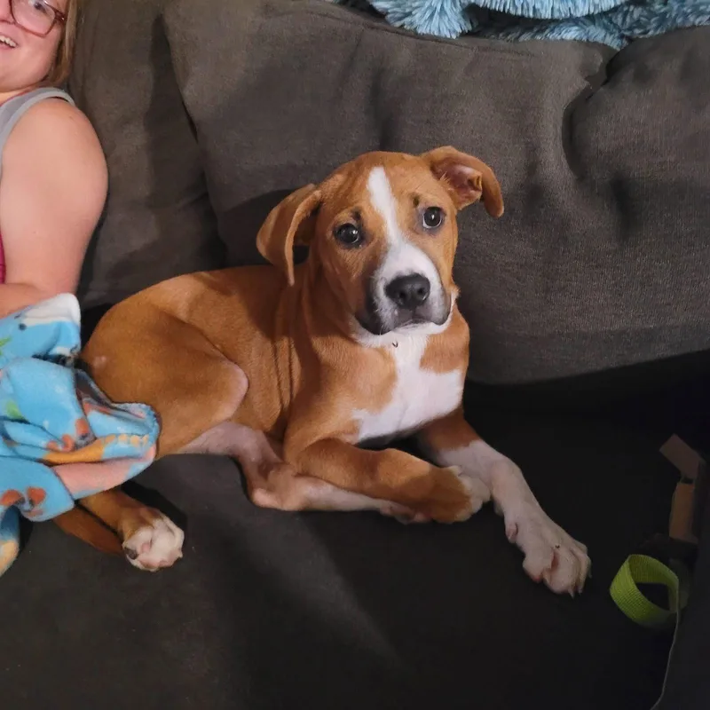 A baby large-sized female Pit Bull Terrier dog named Dreya for adoption in New London, WI
