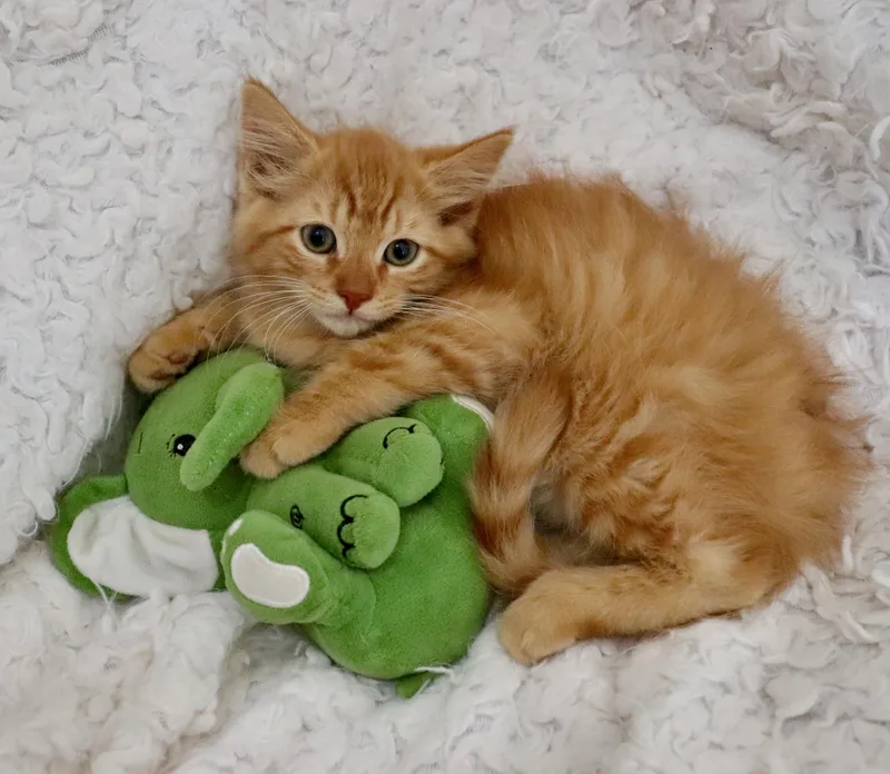 A baby large-sized male Orange / Red Domestic Long Hair cat named Cheeto for adoption in Saint Augustine, FL