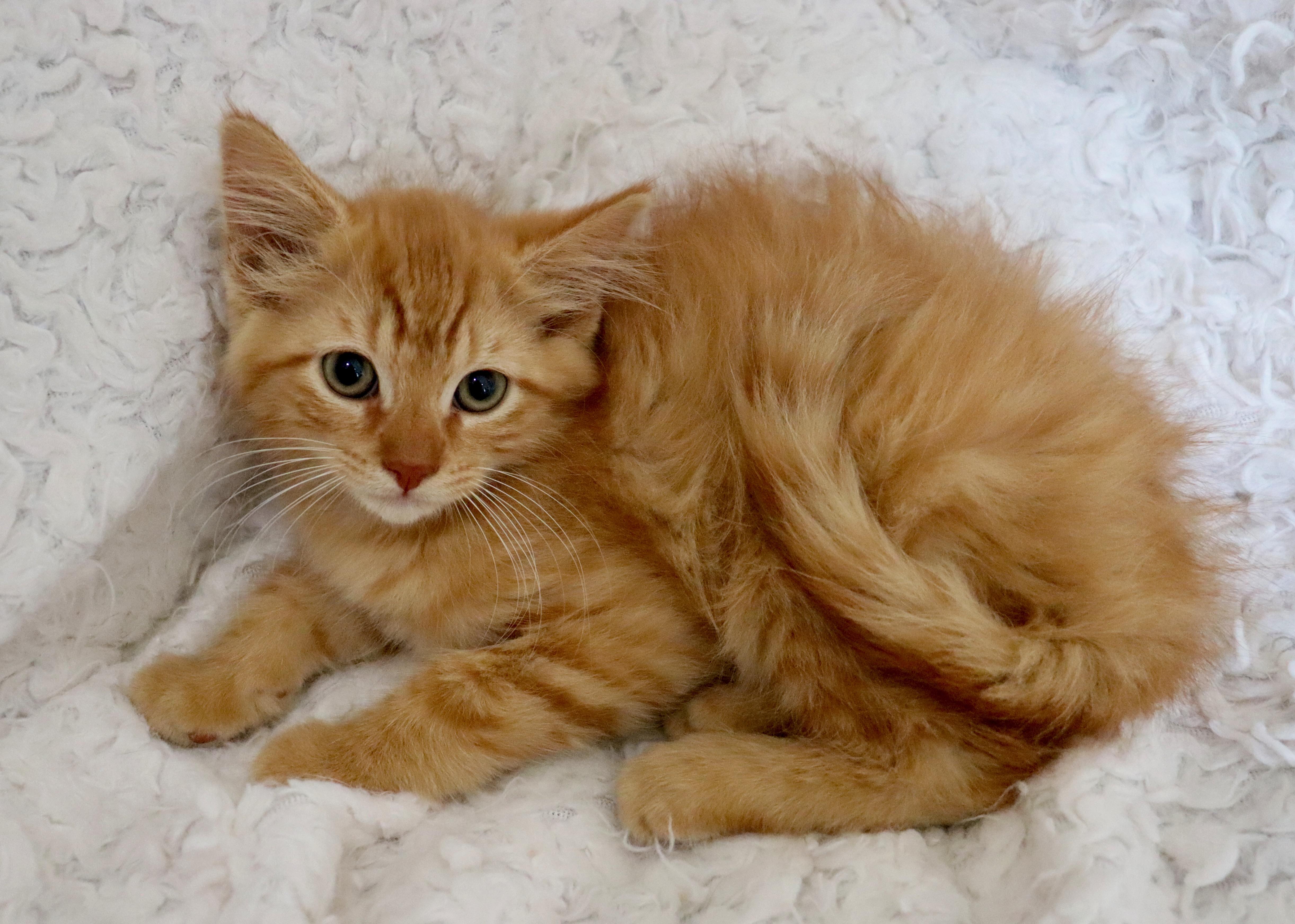 Cheeto thumbnail 2