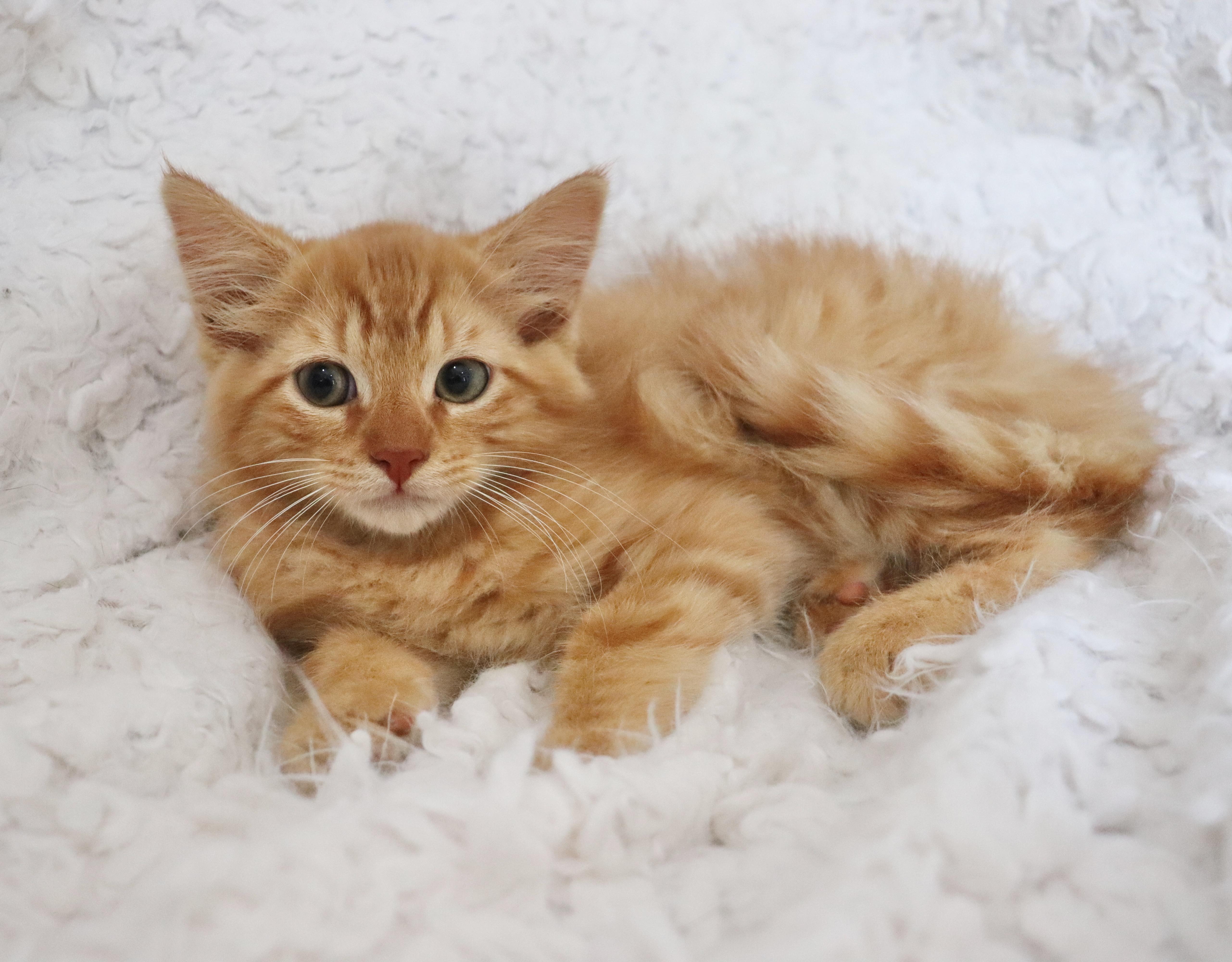Cheeto thumbnail 3