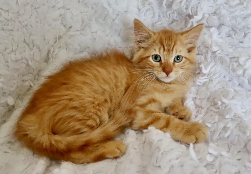 Cheeto thumbnail 5