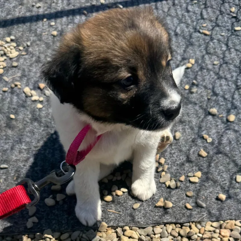 Kira