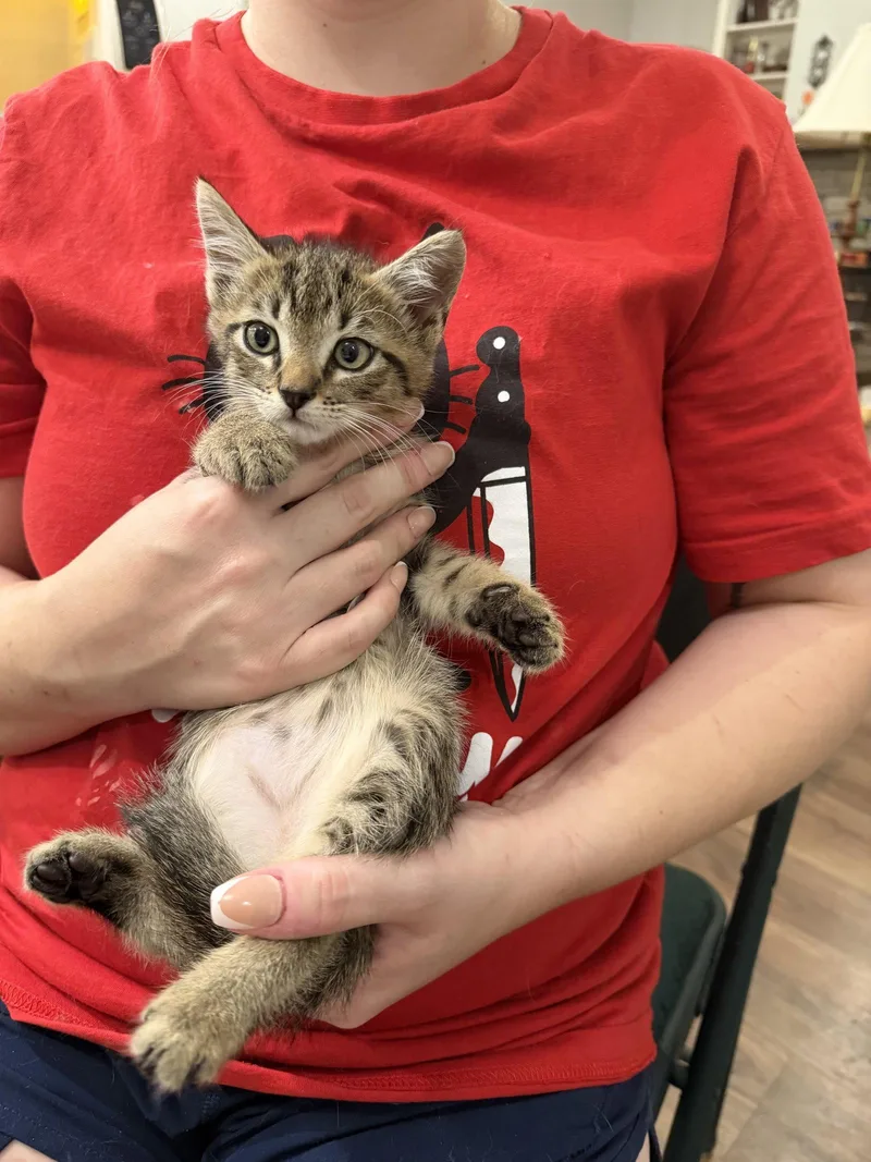 A young medium-sized male Domestic Short Hair cat named Raven's Eye for adoption in Camden, SC