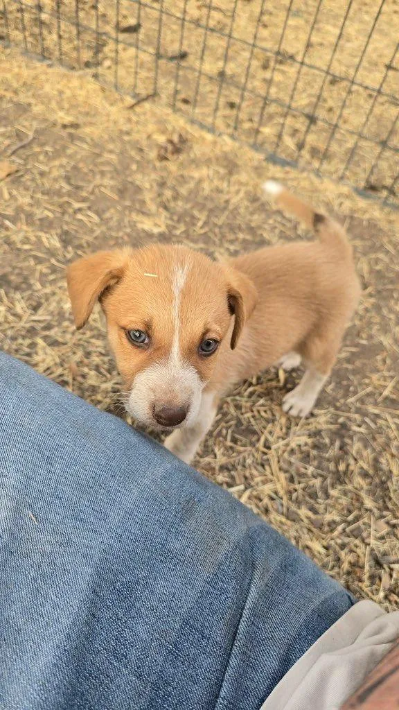 A baby medium-sized female Apricot / Beige Labrador Retriever dog named Jill for adoption in Uxbridge, MA
