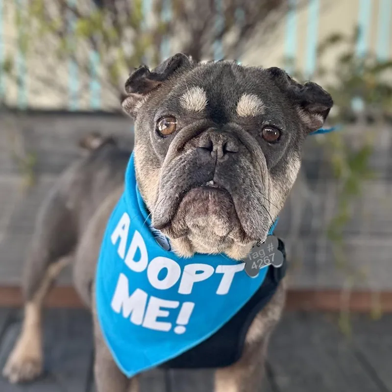An adult small-sized female Brown / Chocolate French Bulldog dog named Edna for adoption in Pacific Grove, CA