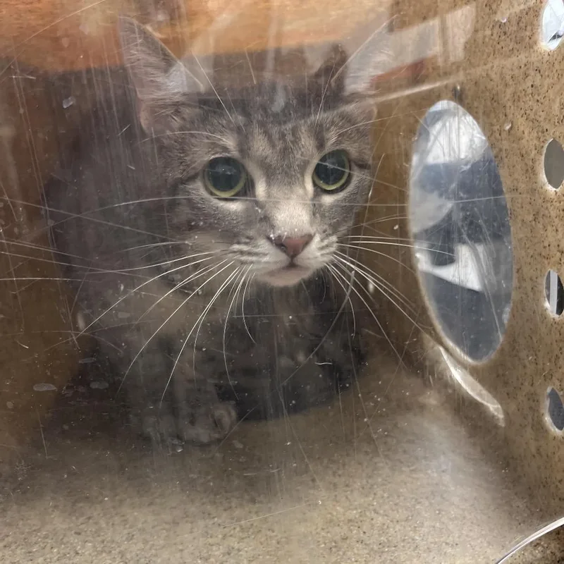 An adult large-sized female Gray / Blue / Silver Domestic Medium Hair cat named Noor for adoption in Philadelphia, PA