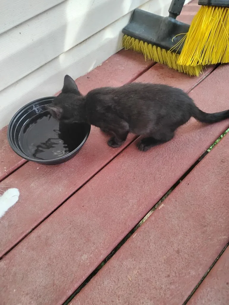 A baby medium-sized male Domestic Short Hair cat named Shadow for adoption in Fort Oglethorpe, GA