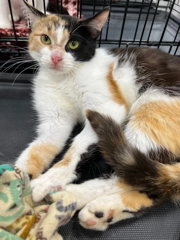 A young medium-sized female Domestic Short Hair cat named Belladonna for adoption in Cloquet, MN