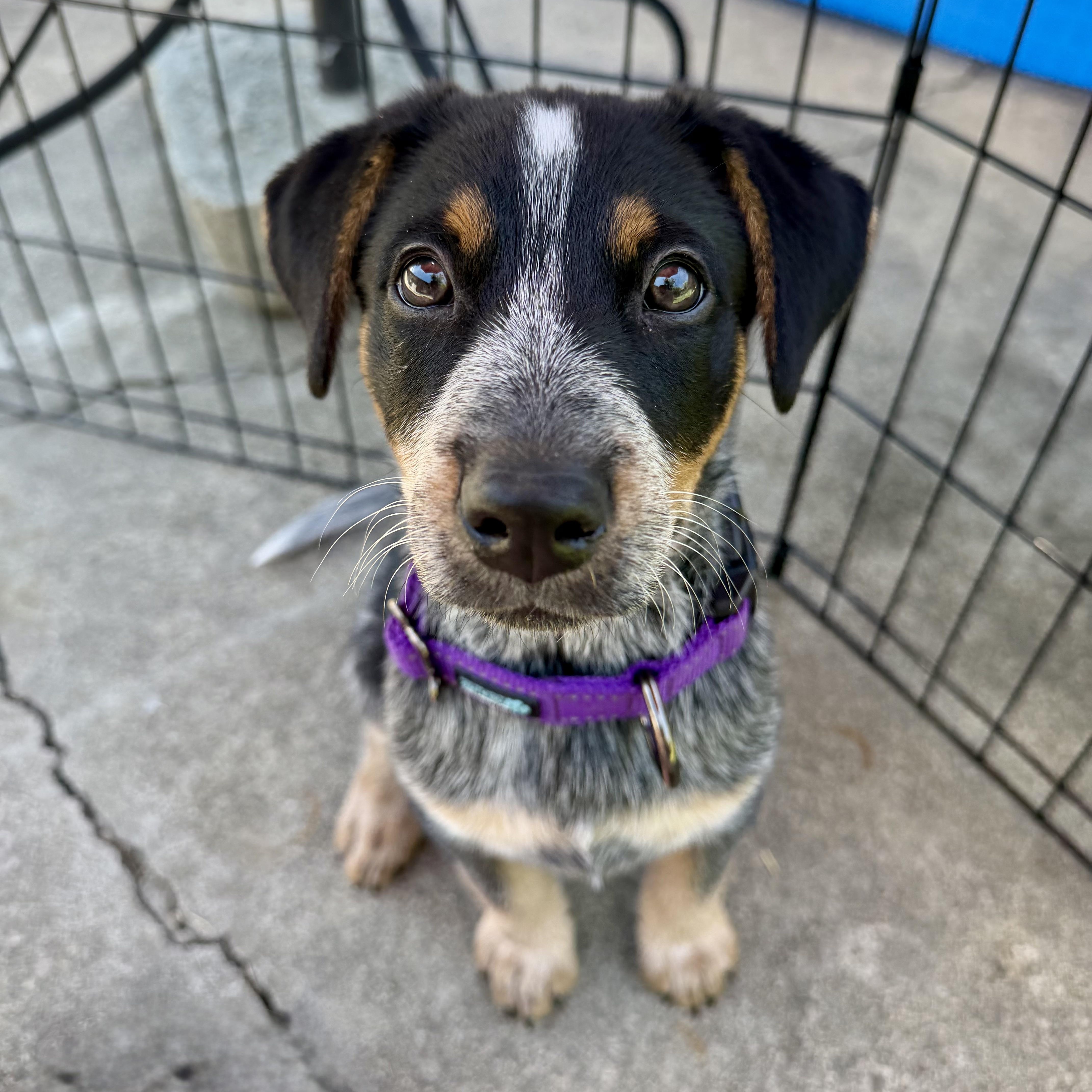 A young medium-sized female Gray / Blue / Silver Australian Cattle Dog / Blue Heeler dog named Violet for adoption in Los Gatos, CA