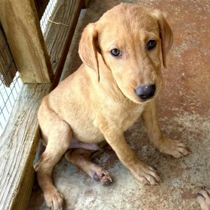 Bodie