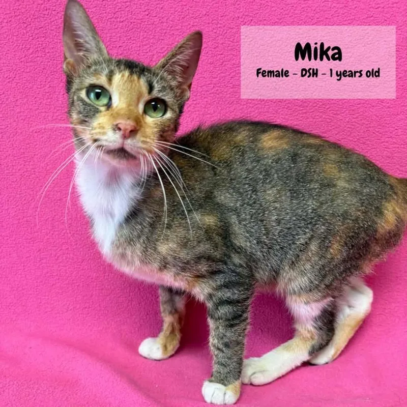 A young medium-sized female Gray / Blue / Silver Domestic Short Hair cat named Mika Meet me at for adoption in Buffalo, MN