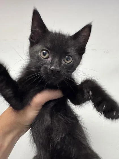 A baby small-sized male Domestic Short Hair cat named Coal for adoption in Shawano, WI
