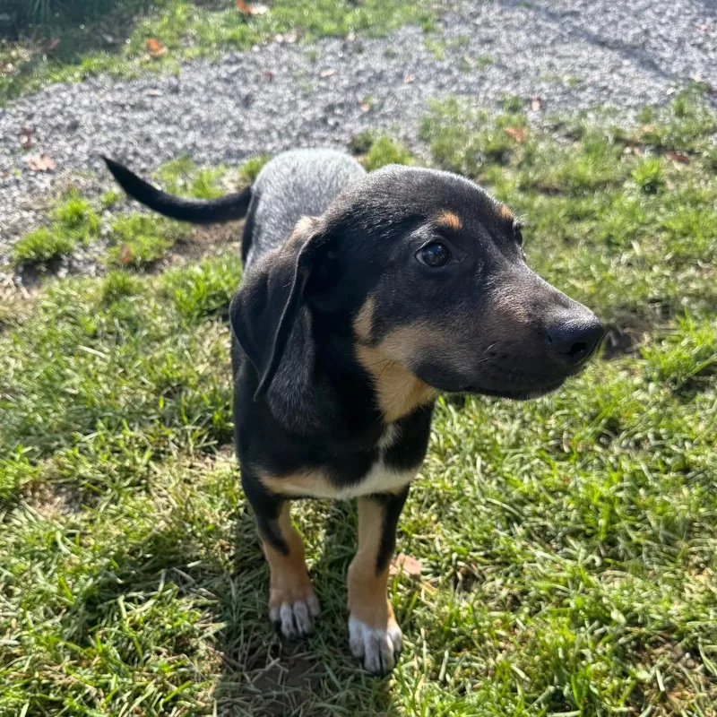 A baby small-sized male Black Mixed Breed dog named Hansel for adoption in Kittanning, PA