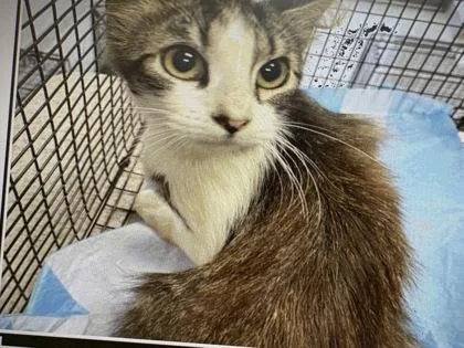 A young medium-sized female Domestic Short Hair cat named Trunkfish for adoption in Daytona Beach, FL
