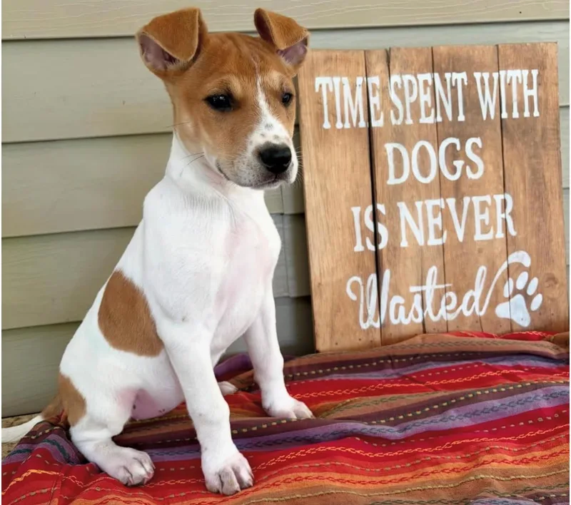 A baby medium-sized male Jack Russell Terrier dog named Golden Pup for adoption in Walker, LA