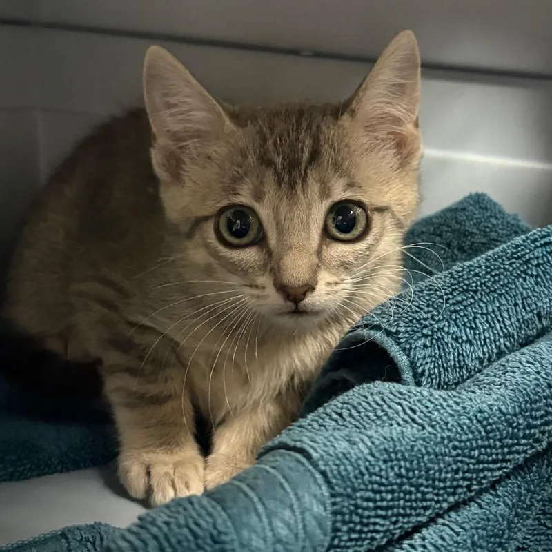 A baby small-sized female Gray / Blue / Silver Domestic Short Hair cat named Nala for adoption in Yuma, AZ