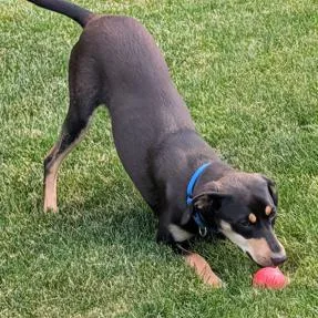 A young medium-sized female Black Rottweiler dog named Quartz for adoption in South Elgin, IL