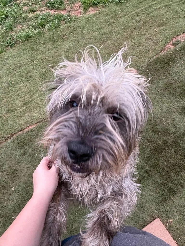 Yankee Doodle thumbnail 2