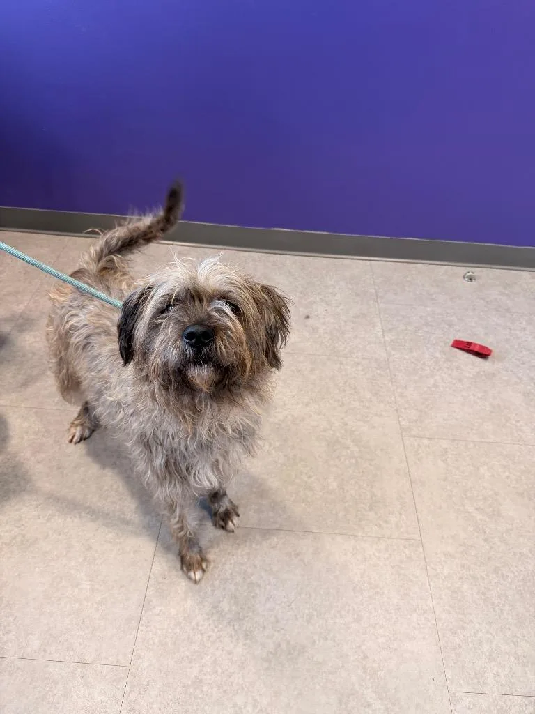 Yankee Doodle thumbnail 3