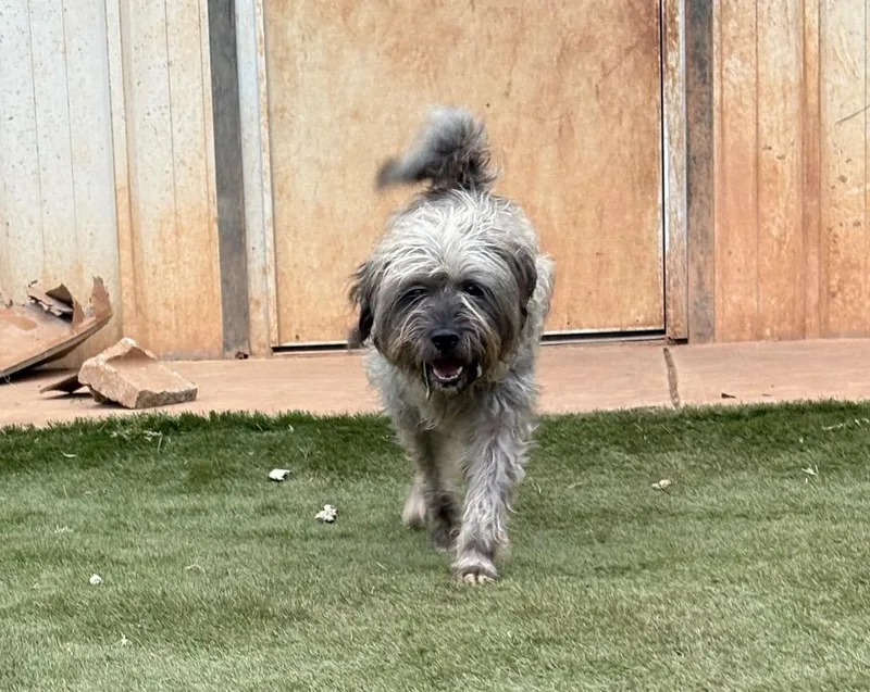 Yankee Doodle thumbnail 4