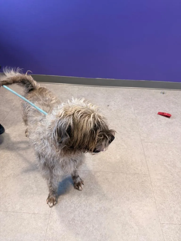 Yankee Doodle thumbnail 5