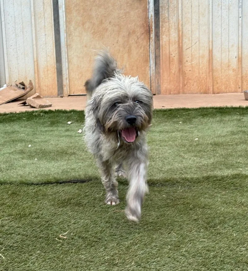 Yankee Doodle thumbnail 6