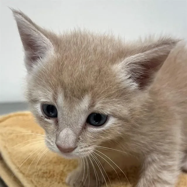 A baby small-sized male Domestic Short Hair cat named Frank for adoption in Naples, FL
