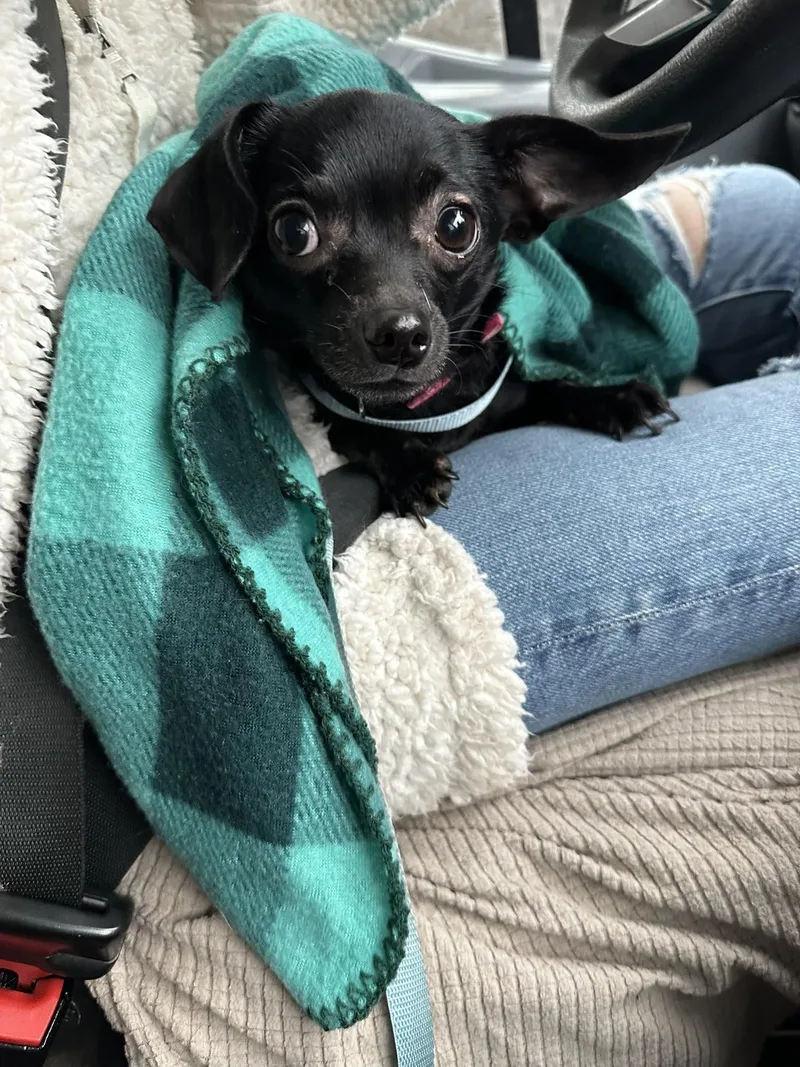A young small-sized female Black Chihuahua dog named Cici for adoption in Rogersville, TN