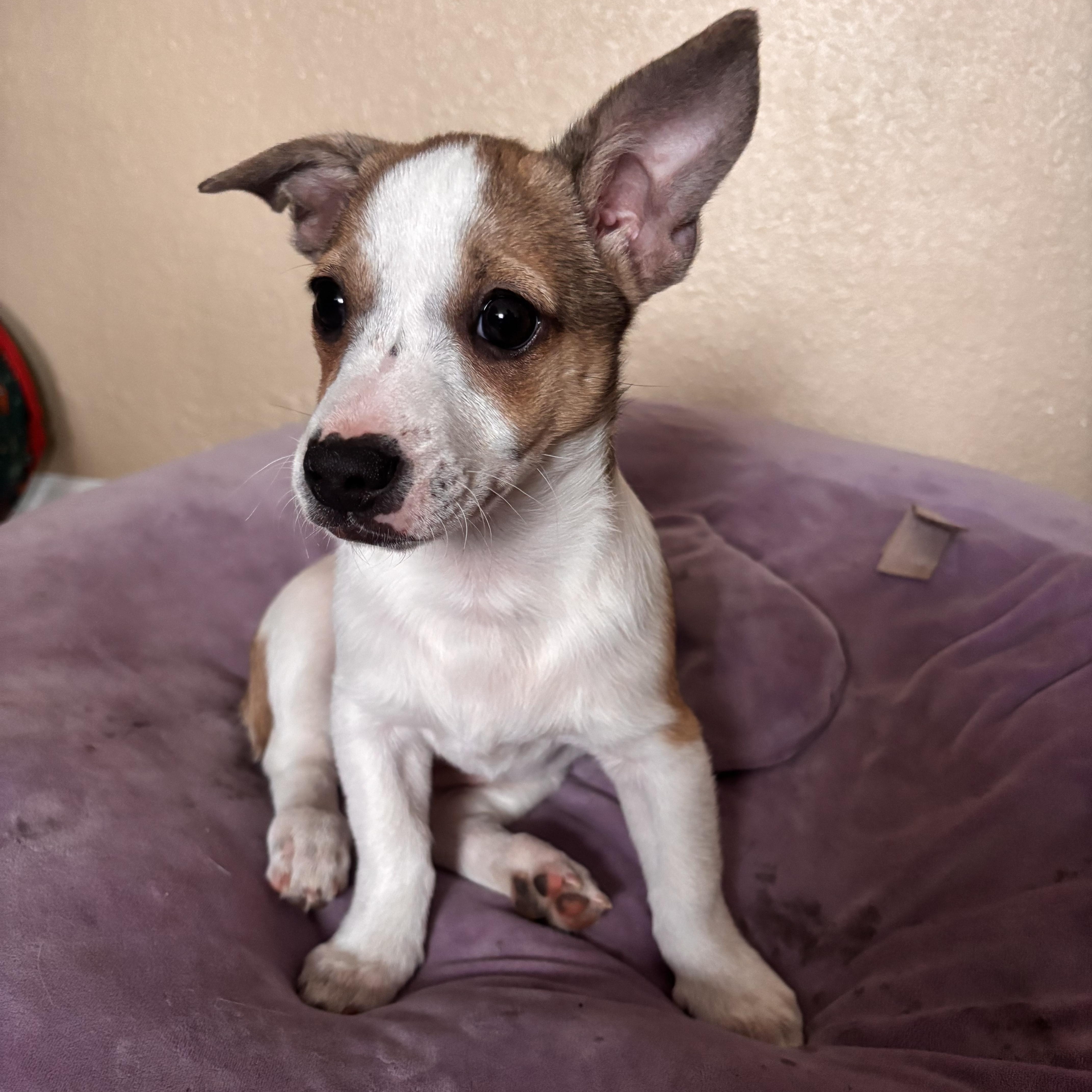 A baby small-sized female Terrier dog named Monica for adoption in El Cajon, CA