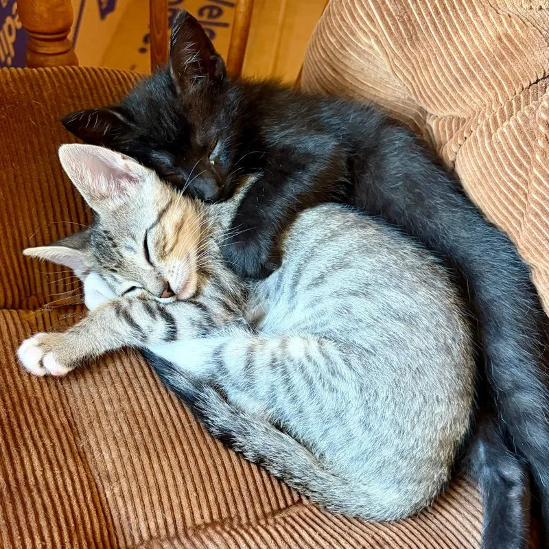 A baby small-sized male Black Domestic Short Hair cat named Wow Wow Wubzy for adoption in Austin, TX