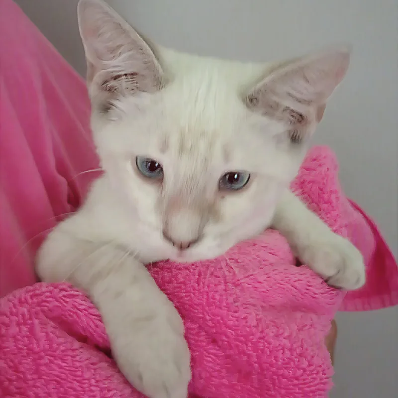 A baby medium-sized female Siamese cat named Paloma for adoption in Rochester, NY