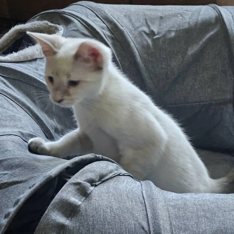 Paloma thumbnail 3