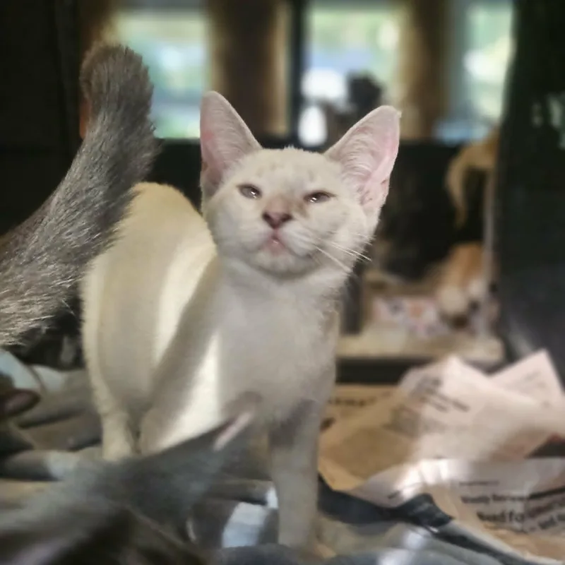 Paloma thumbnail 5