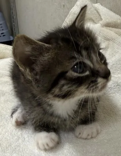 A baby small-sized male Domestic Short Hair cat named Cinder for adoption in Honolulu, HI