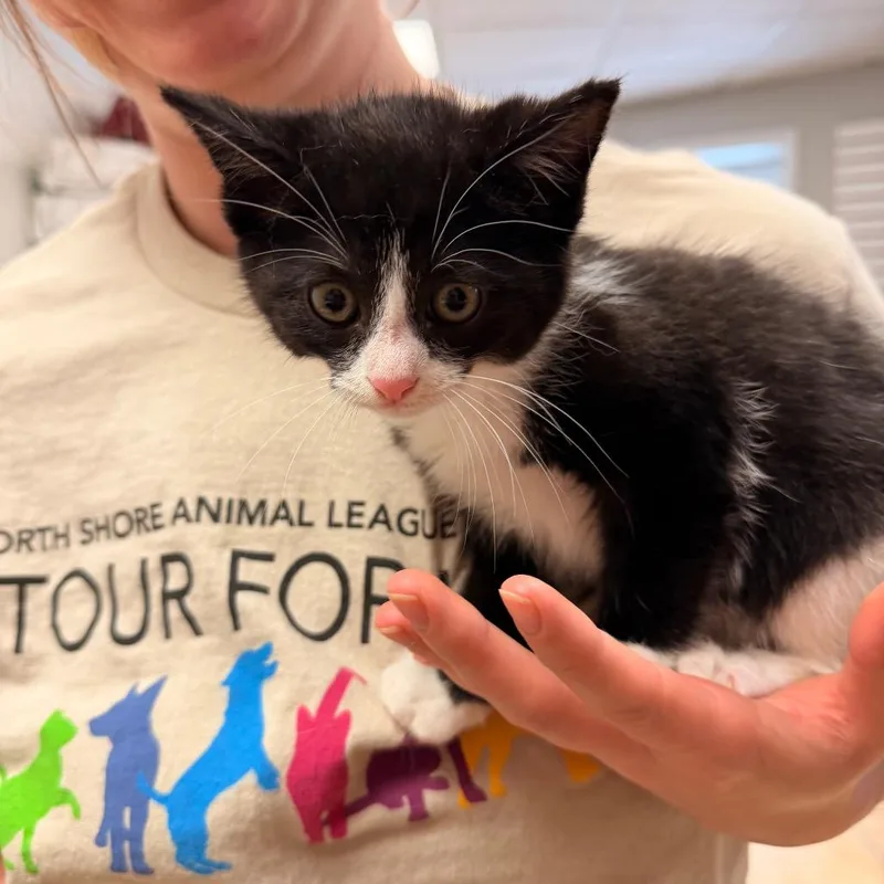 A baby small-sized female Black Domestic Medium Hair cat named Mushroom for adoption in Pawling, NY