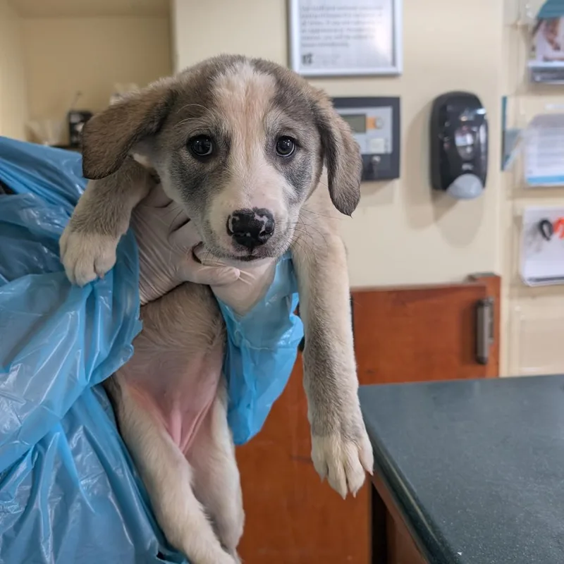 A baby medium-sized female Yellow / Tan / Blond / Fawn Shepherd dog named Doctor Octopus for adoption in Pasadena, CA