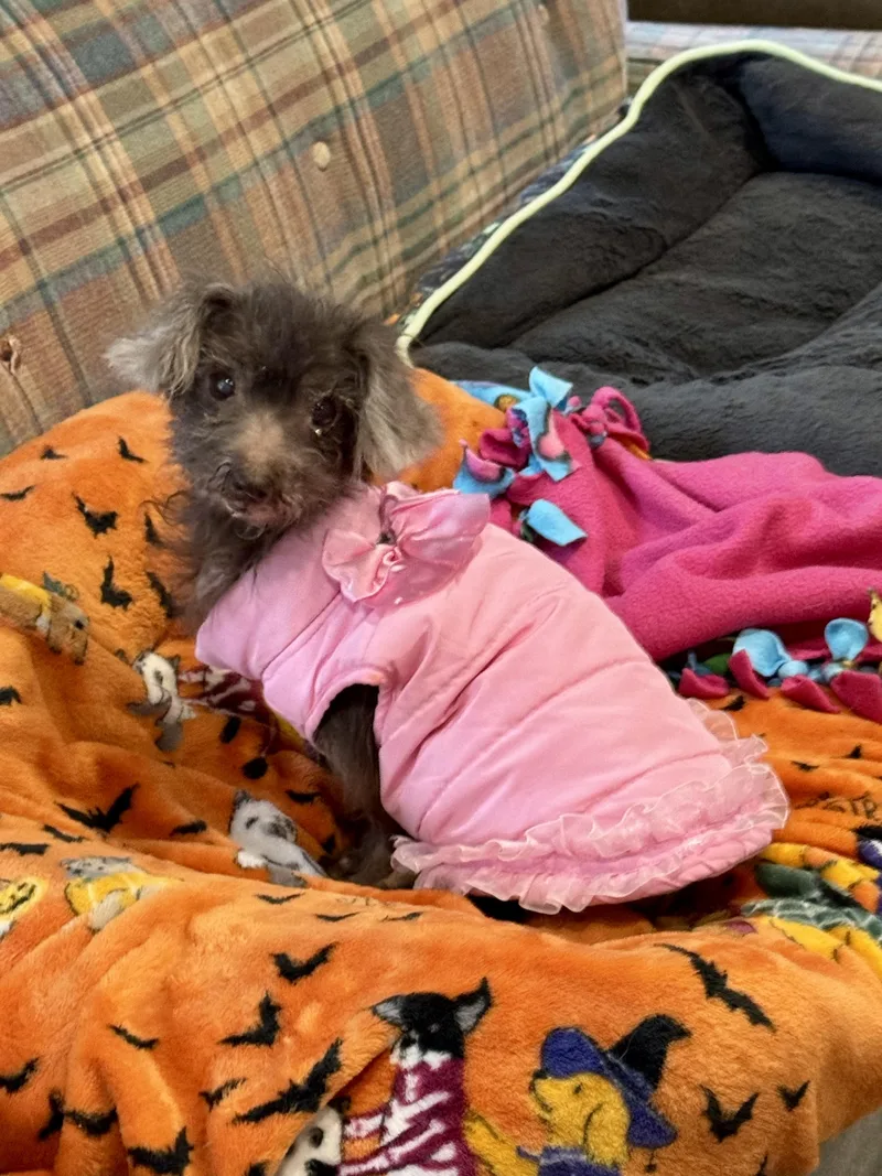 A senior small-sized female Maltese dog named Rita for adoption in Baton Rouge, LA