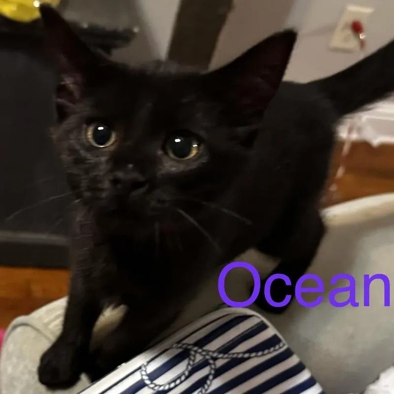 A baby small-sized female Domestic Short Hair cat named Ocean for adoption in Cumming, GA