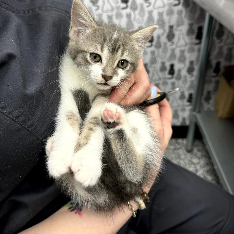 A young small-sized female Tabby (Buff / Tan / Fawn) Domestic Short Hair cat named Munchie for adoption in Cortland, OH