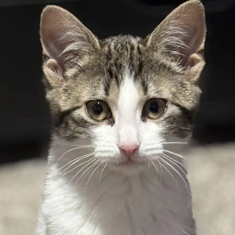 Fozzie Bear thumbnail 2