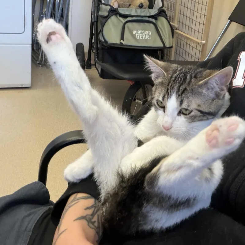 Fozzie Bear thumbnail 3