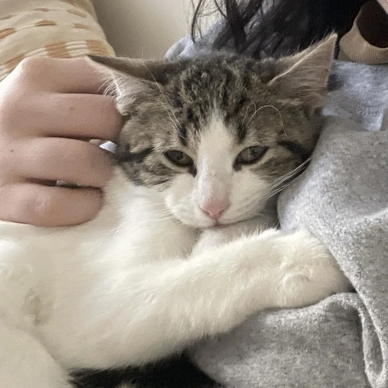 Fozzie Bear thumbnail 4